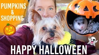 Halloween With My Pets | Pumpkin Patch w Milo, Moo & Blue!
Halloween With My Pets | Pumpkin Patch w Milo, Moo & Blue!
HAPPY HALLOWEEN! Hope you and your pets all have a wonderful holiday! Thank you all for watching!
PO BOX 1572
White House, Tn
37188
Business Email: Littlelotti24@hotmail.com
INSTAGRAM: LITTLELOTTI24
SNAP: LITTLELOTTI24
FAQ
CAMERA: CANNON G7X Markii
SHIRT: rugrats shirt amazon
EDITOR: IMOVIE & FINAL CUT PRO
ALL ITEMS PURCHASED BY ME AND ALL OPINIONS ARE MY OWN. ALL MUSIC IS ROYALTY FREE, AND NOT MY OWN. Halloween With My Pets | Pumpkin Patch w Milo, Moo & Blue!
