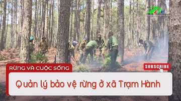 Quản lý bảo vệ rừng ở xã Trạm Hành | Lâm Đồng TV