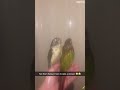 Part 21 It S Time For The Parrot S Favorite Spa Treatment Fyp Parrot рџ њ Foryou Usa Funnypets Part 21 It S Time For The Parrot S Favorite Spa Treatment Fyp Parrot рџ њ Foryou Usa Funnypets
