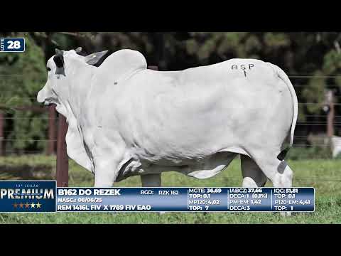 LOTE 28   B162 DO REZEK