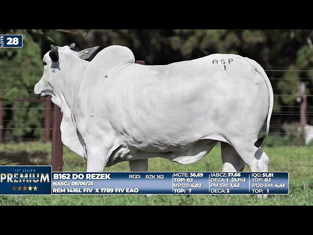 LOTE 28   B162 DO REZEK