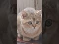 22 ноября 2021 г.