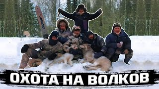 Охота на Волков. Добыли трех штук.