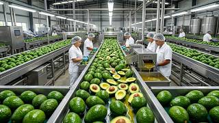 How Avocado Oil Is Made:From Avocado to Oil – Full Factory Process Explained!