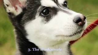 Top 10 Most Popular Crossbreed Dogs in Europe by Dog Online 3,895 views 7 years ago 2 minutes, 9 seconds