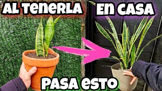 Solo el 1.9% SABE PORQUE es tan BENEFICIOSO tener esta PLANTA en casa! Sansevieria, Usos y secretos