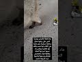 هاد القطيطة مكرفصة محتاجة عملية لقدر شحد يتكلف بها أنا نشدها عندي هاد القطيطة مكرفصة محتاجة عملية لقدر شحد يتكلف بها أنا نشدها عندي