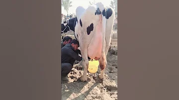 Biggest Australian Milking Cow 70 KG Milk Record 