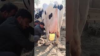 Biggest Australian Milking Cow 70 KG Milk Record