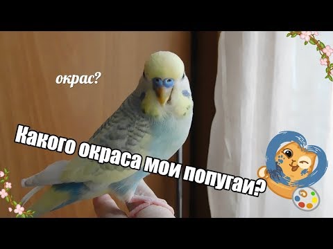 КАКОГО ОКРАСА МОИ ПОПУГАИ?