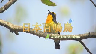 『日本百鳴鳥 202 にほんひゃくめいちょう』トレーラー・OP ver.