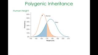 Ch15 L3 - Polygenic Inheritance