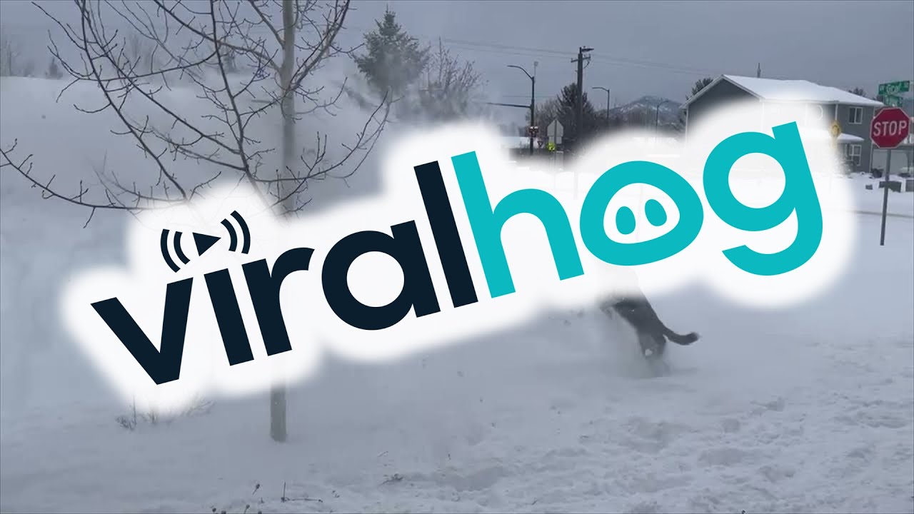فيديو 24 : كلب يلهو بمرح مع كرات الثلج المتطايرة