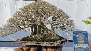 Download Lagu Bonsai Amplas Legend Indonesia ASPAC 2025 Gianyar Bali #aspac2025 MP3 Download Lagu Bonsai Amplas Legend Indonesia ASPAC 2025 Gianyar Bali #aspac2025 MP3