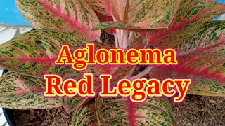 Aglonema ||  Aglaonema Red Legacy ||Legacy merah||
