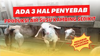 PENYEBAB PRODUKSI AIR SUSU KAMBING SEDIKIT