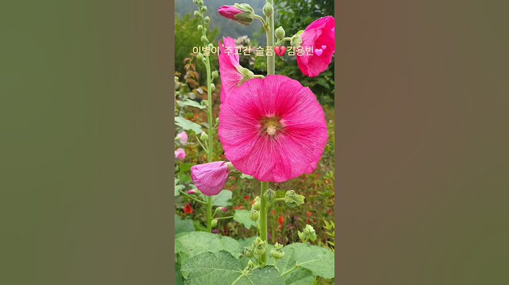 # 길을 가다  눈에확들어온 접시꽃당신 #이별이 주고간 슬픔#김용빈