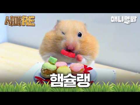 [#사파RE] 우리, 아무거나 먹지 않는다구요😎✨ <strong>동물들의</strong> 고급진(?) 입맛을 만족시켜줄 음식은 과연? #TV동물농장 #AnimalFarm #애니멀봐