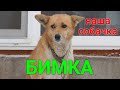 Наша собака Бимка!/Our dog Bimka!