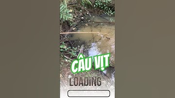 Vlog 1349 : Câu Vịt Giải Trí #nghisuave #fishing #câucá #câuvịt #đammêcâucá