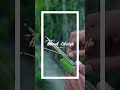 Bamboo weapon ⚡ #shortfeeds #viral #viralvideo #shorts #bamboo #wood