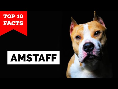 Video: 3 fantastiske måder at hedre en amerikansk Staffordshire Terrier, der gik væk