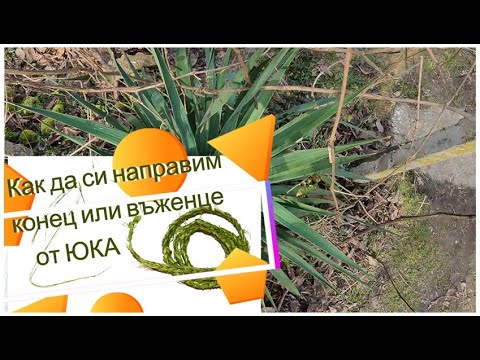 Видео: Yucca Vs. Растения Драцена: Каква е разликата между Юка и Драцена