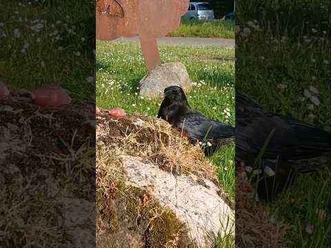 Crow friend 💖