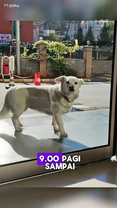 Kesetiaan Anjing terhadap Majikannya!