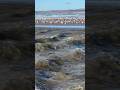 Santa Ynez River flowing into Pacific Ocean, Surf Beach #seabirds #pelican #seagull #sandpiper