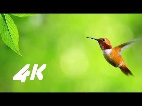 tv 4k 60 inch 4K NATURE RELAXING VIDEO FOR 4K OLED TV