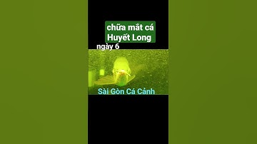 chữa mắt cá rồng bị đục mắt ngày thứ sáu