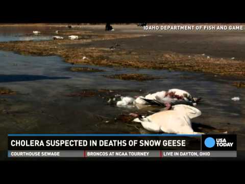 Video: Over 50 Dead Geese Suddenly Fell From The Sky Onto A City In Idaho - - Alternative View