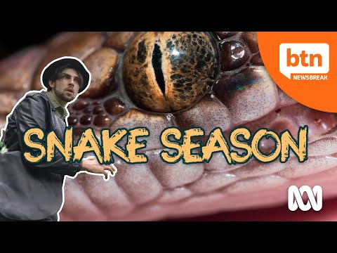 Snake Season - Behind The News