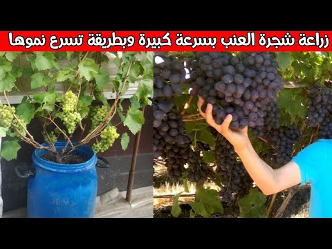 فيديو: هل يمكن زراعة العنب في حاويات - كيفية زراعة العنب في الحاوية
