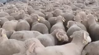 الخروف الاسباني 🐏🐏 المستورد للبيع مرحبا بالجميع المرجو الاشتراك في القناة تشجيعا لنا