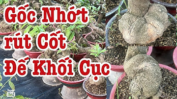 Gốc nhớt rút cốt đế nở khối cục lh 0766765975