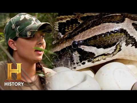 Watch Swamp People: Serpent Invasion Full Episodes, Video & More