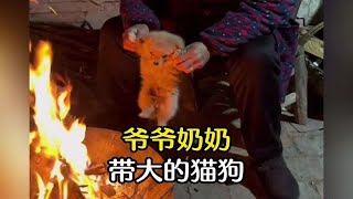 那些年爷爷奶奶带大的猫狗们是宠物也是家人