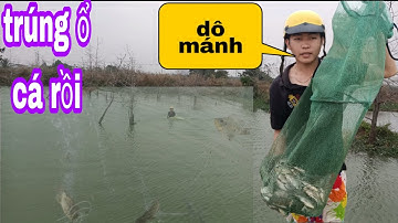 HQC VLOG | Giăng Lưới Đuổi cá Trúng Đàn Cá Rô Phi Siêu To Khổng Lồ