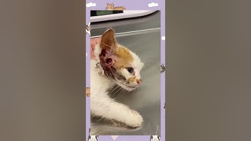 Removing A Huge Cuterebra From Inside A Kitten