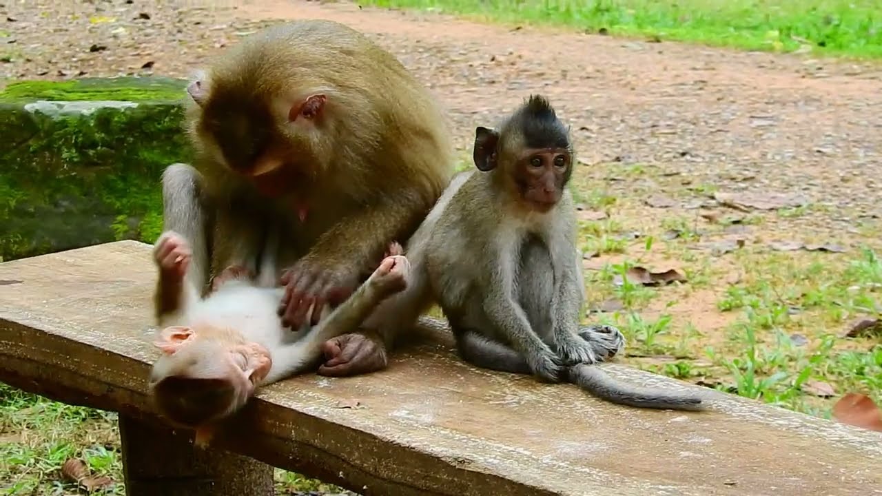 Baby Monkey Luna Plays Sweetly With Her Mother | Angkor Wat Wild Monkeys