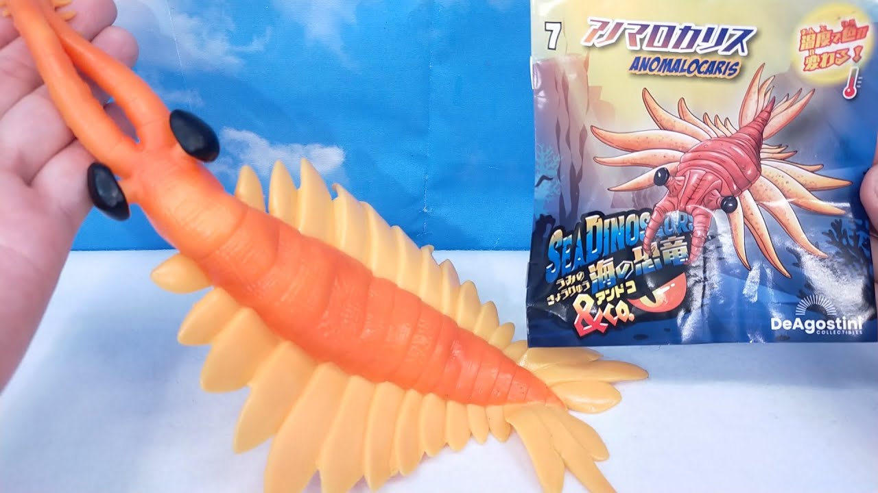 ANOMALOCARIS Changes color with heat 温度で色が変わる 