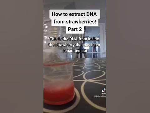 Part 2 | How to extract DNA from a strawberry. Part 3 has the