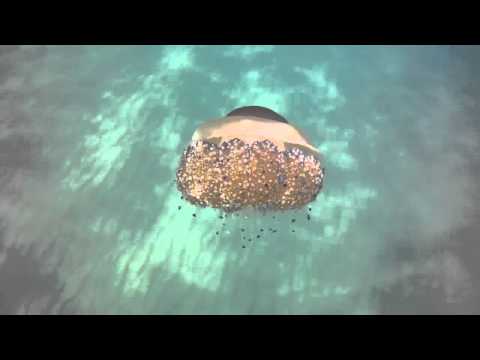 Mediterranean Jellyfish (Cotylorhiza