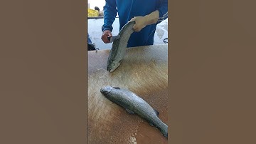 How to fillet a fish (trout) easily : A Beginner
