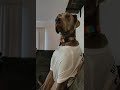 Dog gives owner a death stare when she asks if he&#39;s mad at her.