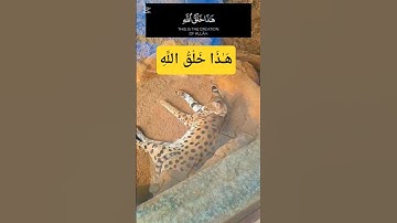 هَـٰذَا خَلْقُ اللَّهِ #سورة_لقمان#اسلام_صبحي#قران_كريم #قرآن #حيوانات#حديقة_حيونات