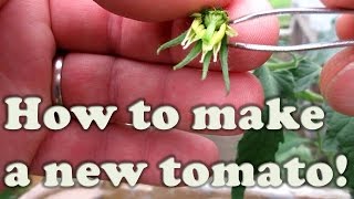 How To Make Your Own Tomato:  A Simple Cross