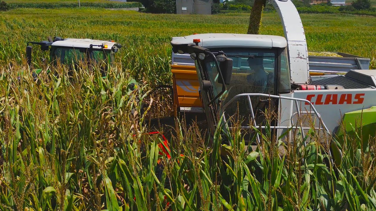 Silagem de Milho - Corn Silage - Maruja 2025